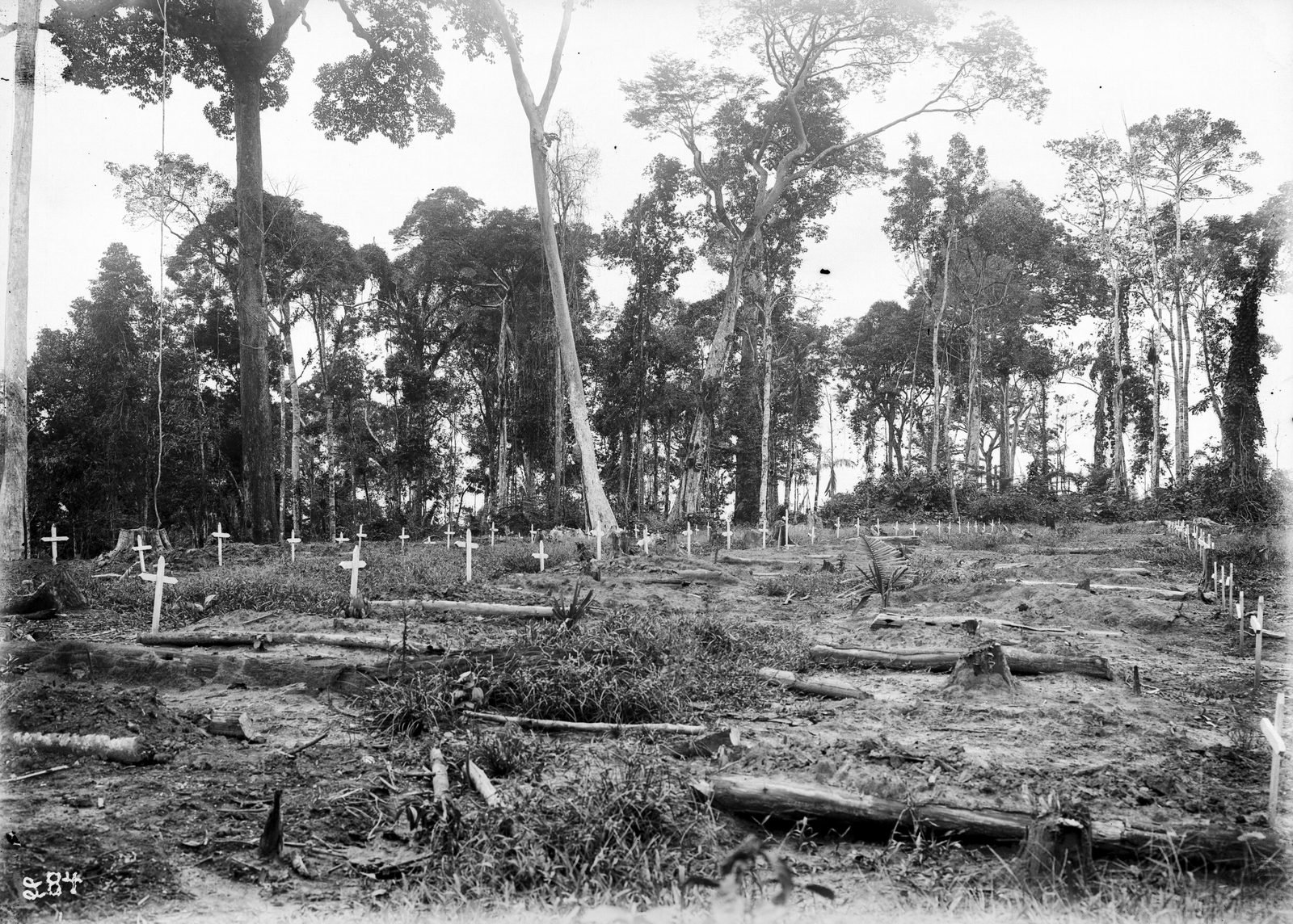 Clearing cut into the forest with rows of small white crosses among stumps and fallen trunks
